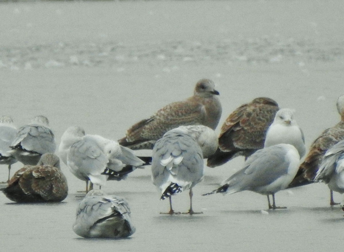 Gaviota Groenlandesa (thayeri) - ML206311881