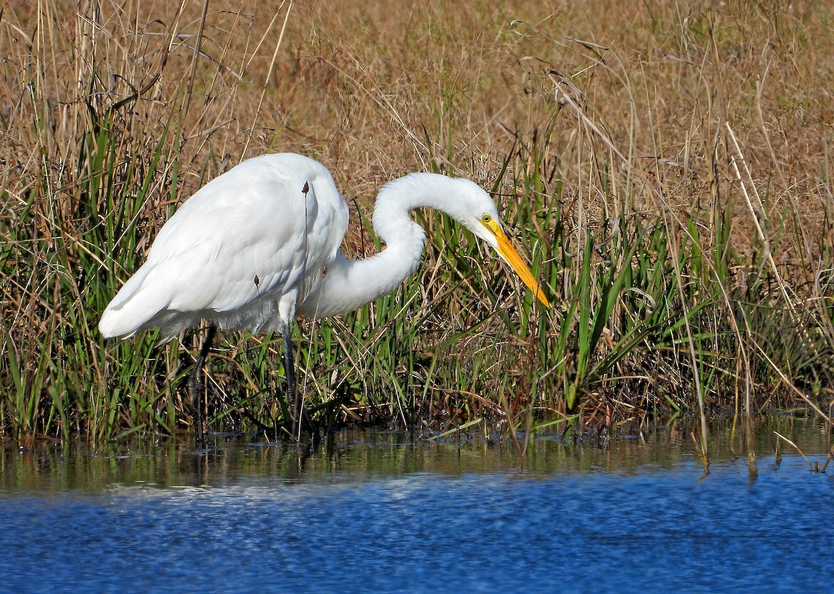 Great Egret - ML206311941