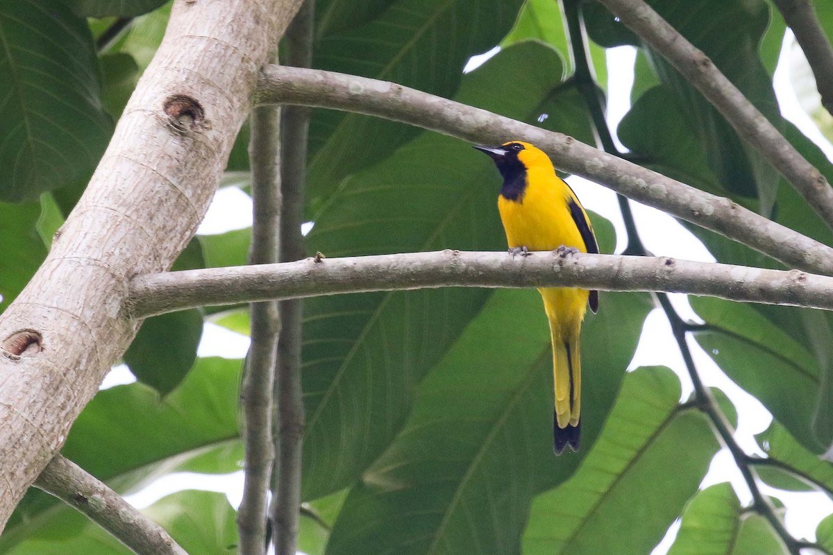 Yellow-tailed Oriole - ML206313081