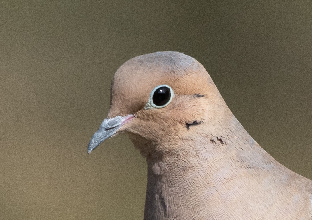 Mourning Dove - ML206314831