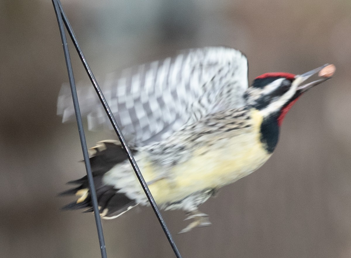 Yellow-bellied Sapsucker - ML206314881