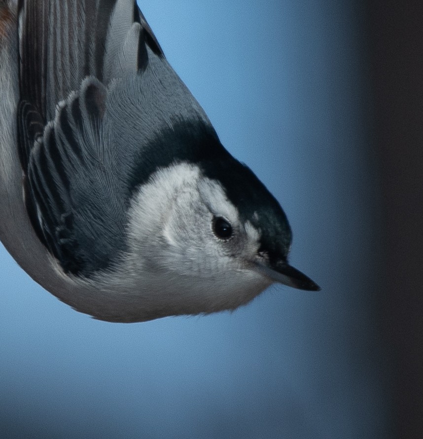 White-breasted Nuthatch (Eastern) - ML206314901