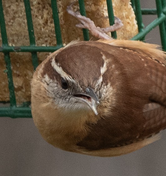 Carolina Wren - ML206314941