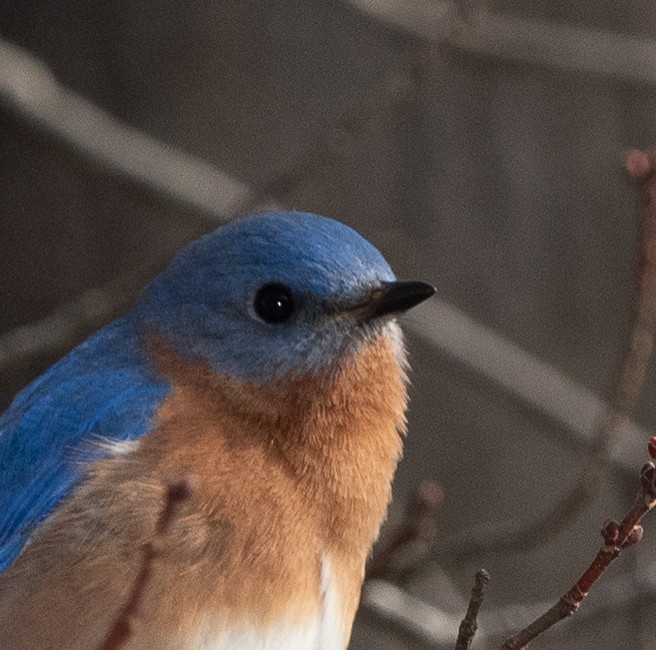 Eastern Bluebird - ML206315051