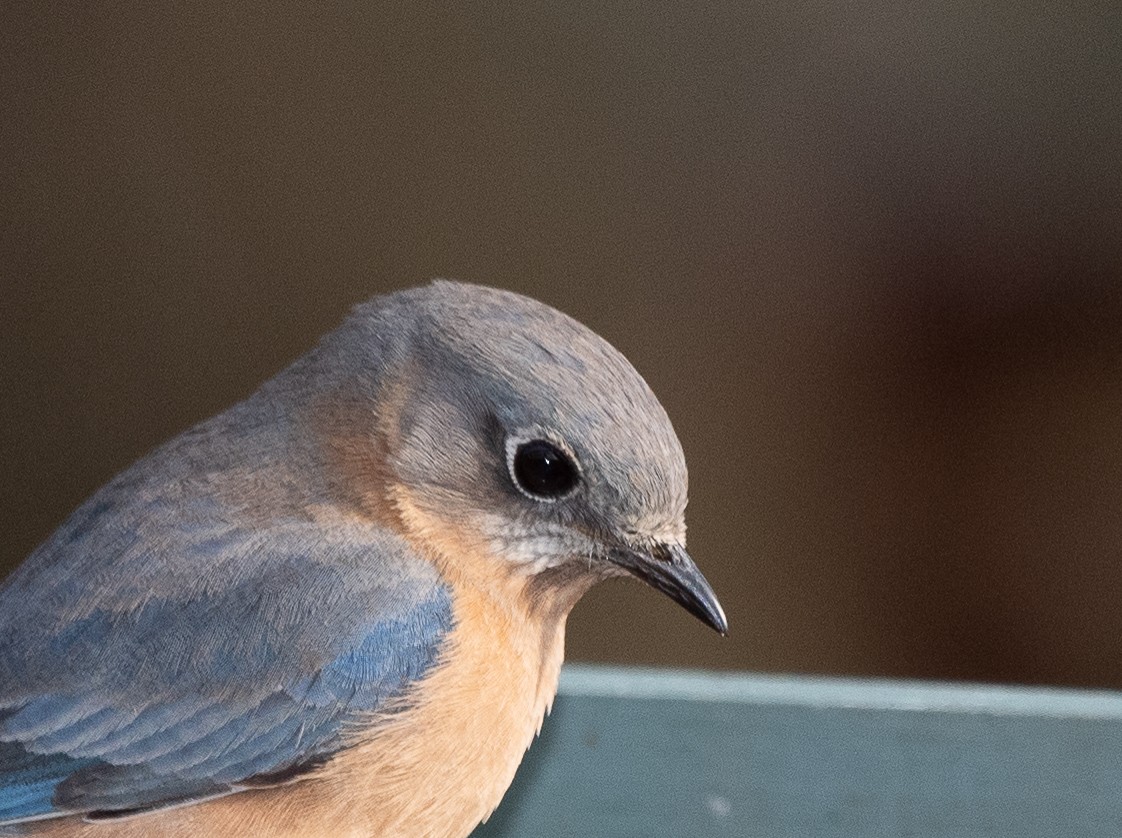 Eastern Bluebird - ML206315061