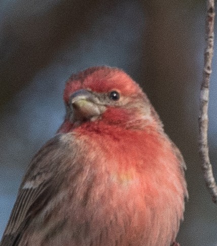 House Finch - ML206315101