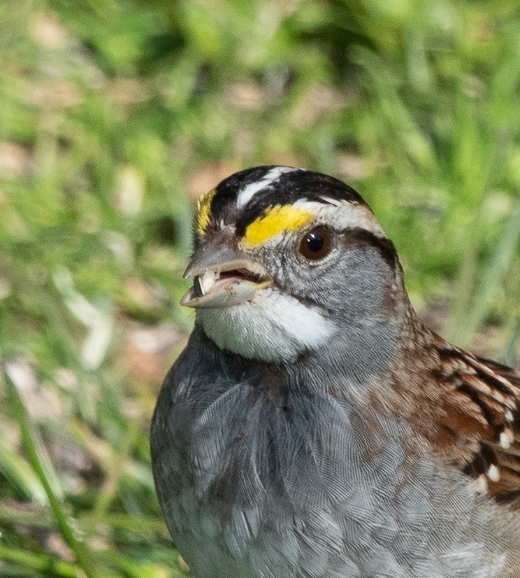 White-throated Sparrow - ML206315131