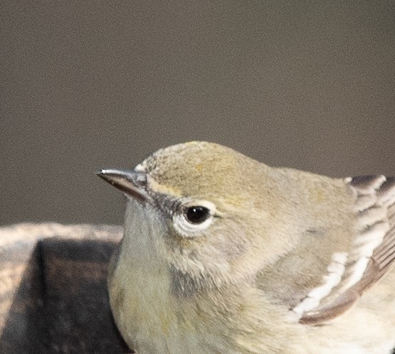 Pine Warbler - ML206315251
