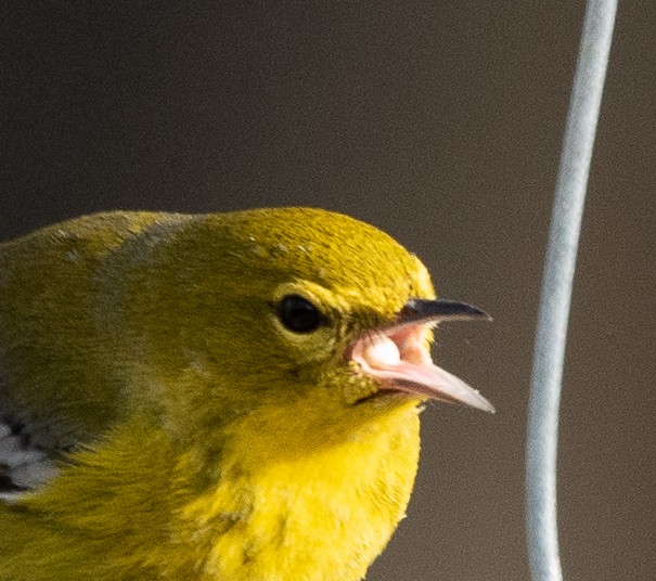 Pine Warbler - ML206315261