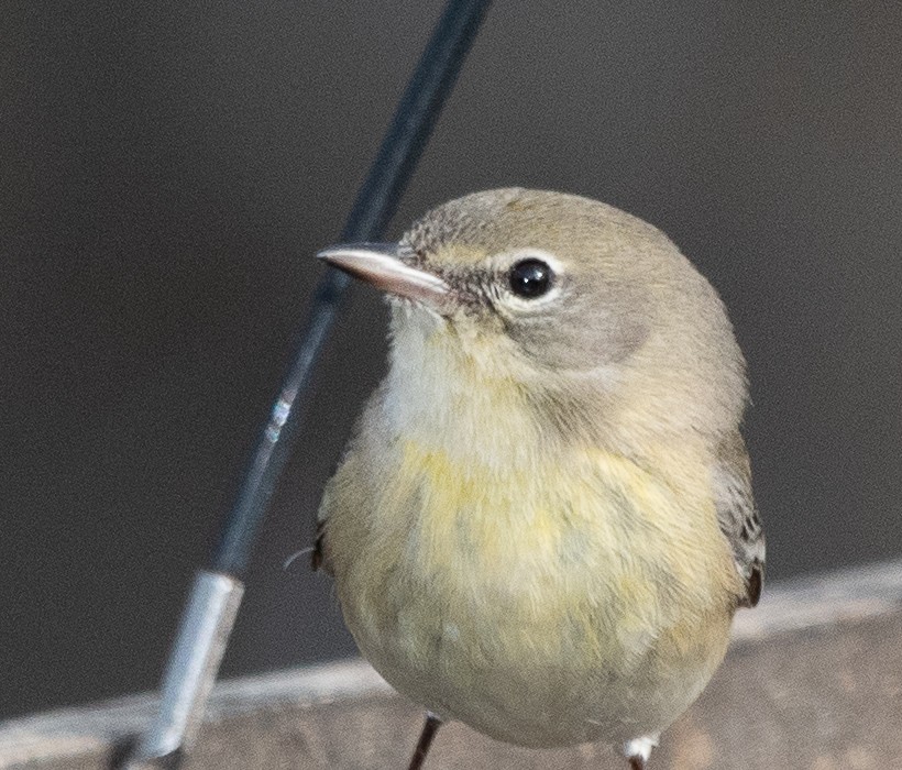 Pine Warbler - ML206315271