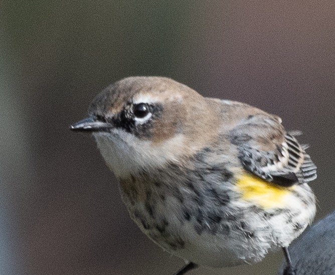 Yellow-rumped Warbler (Myrtle) - ML206315331