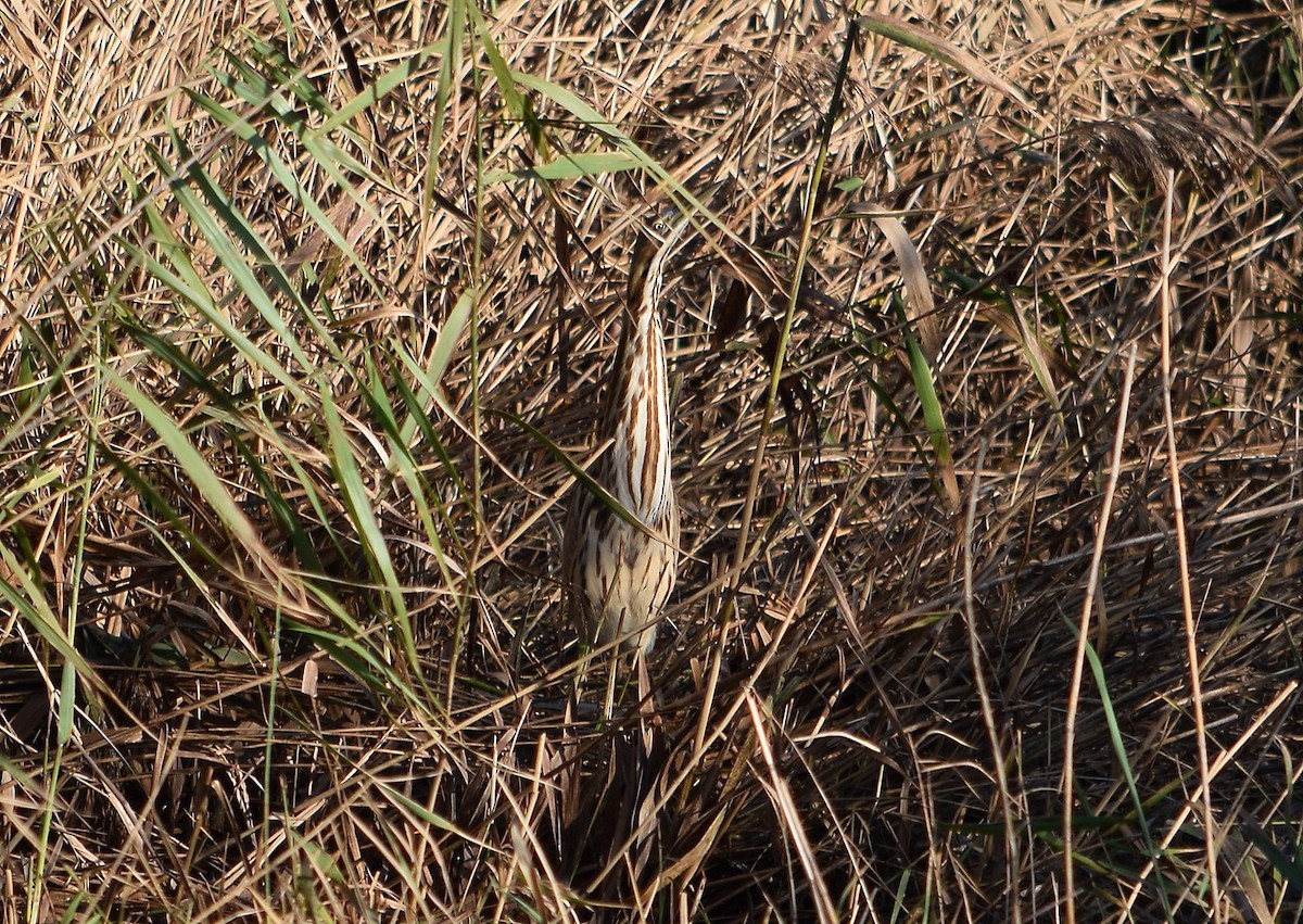 American Bittern - ML20631541