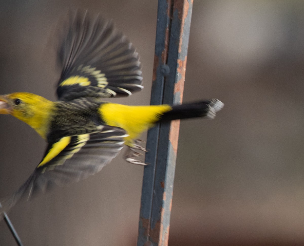 Western Tanager - ML206315471