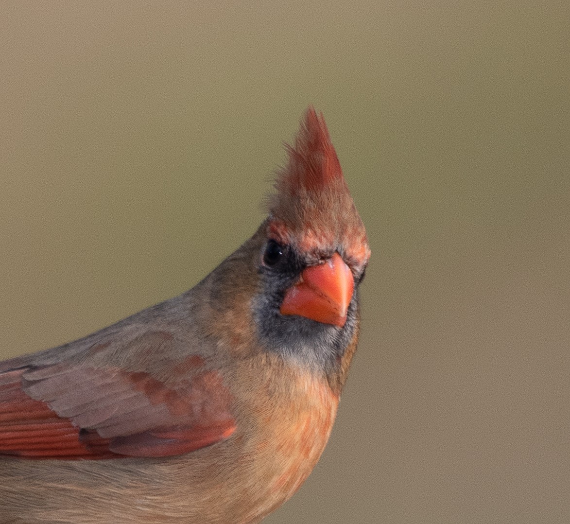 Northern Cardinal - ML206315511
