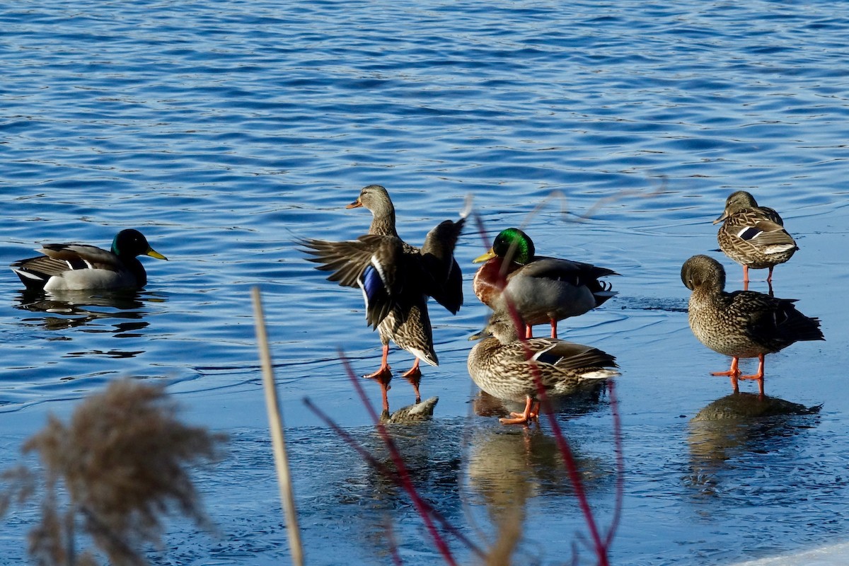 マガモ - ML206315781