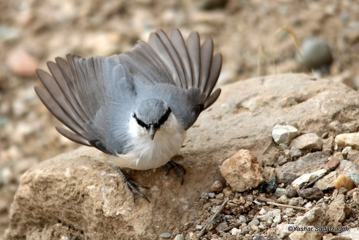 Western Rock Nuthatch - ML20631621