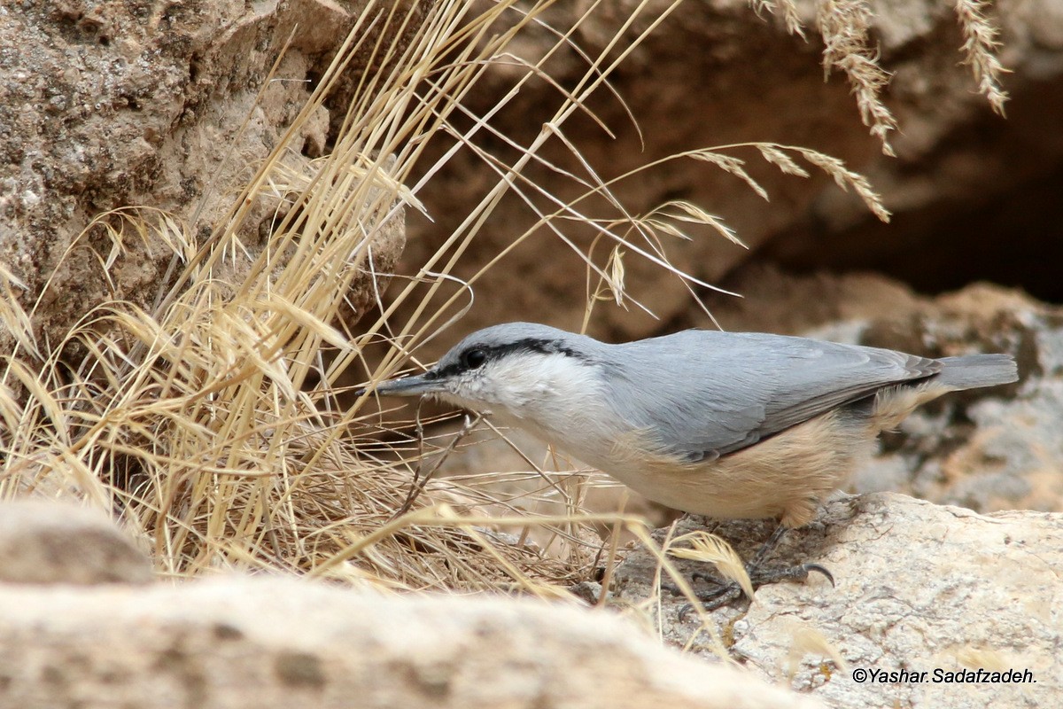 Western Rock Nuthatch - ML20631641