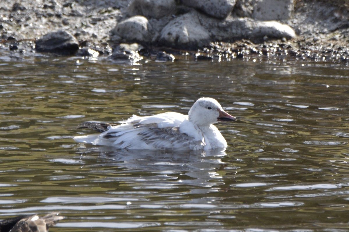 Snow/Ross's Goose - ML206316591