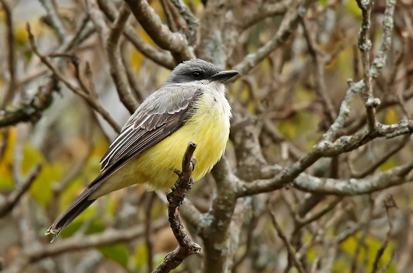 Snowy-throated Kingbird - ML20631921