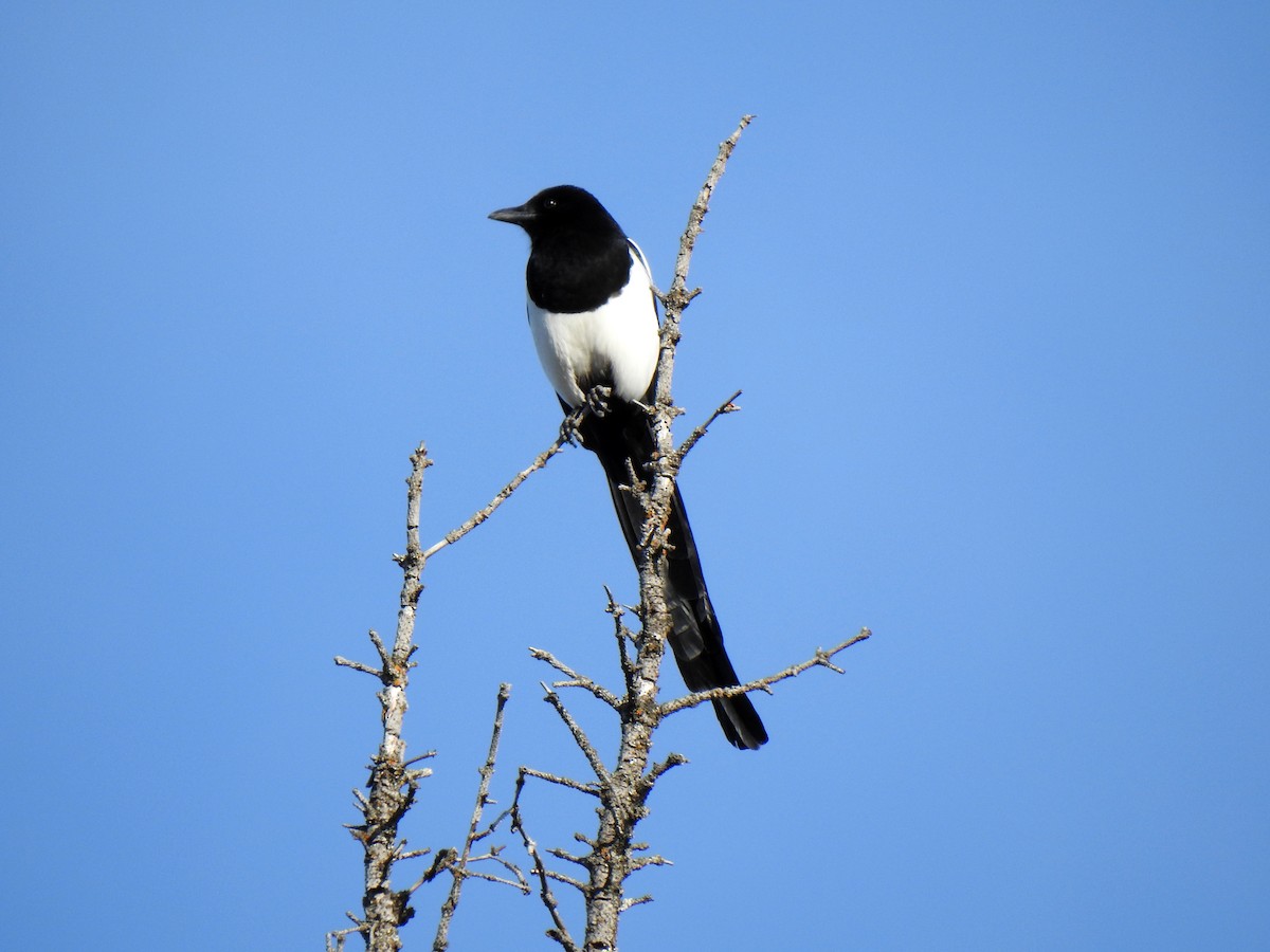 Black-billed Magpie - ML206319691