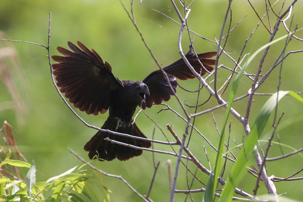 Smooth-billed Ani - ML206319951