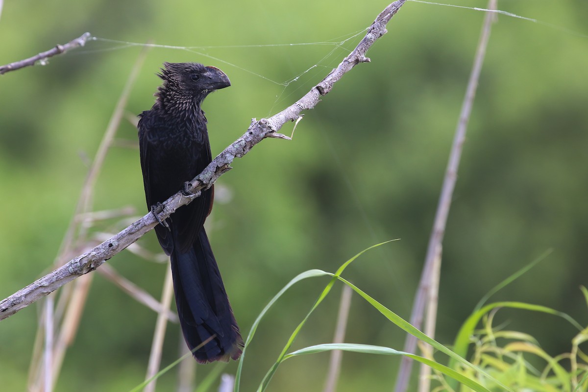 Smooth-billed Ani - ML206319961