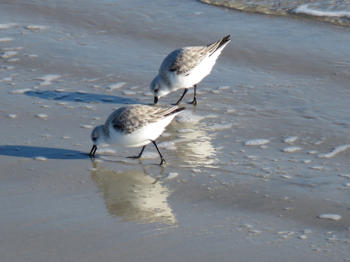 Sanderling - ML206320081