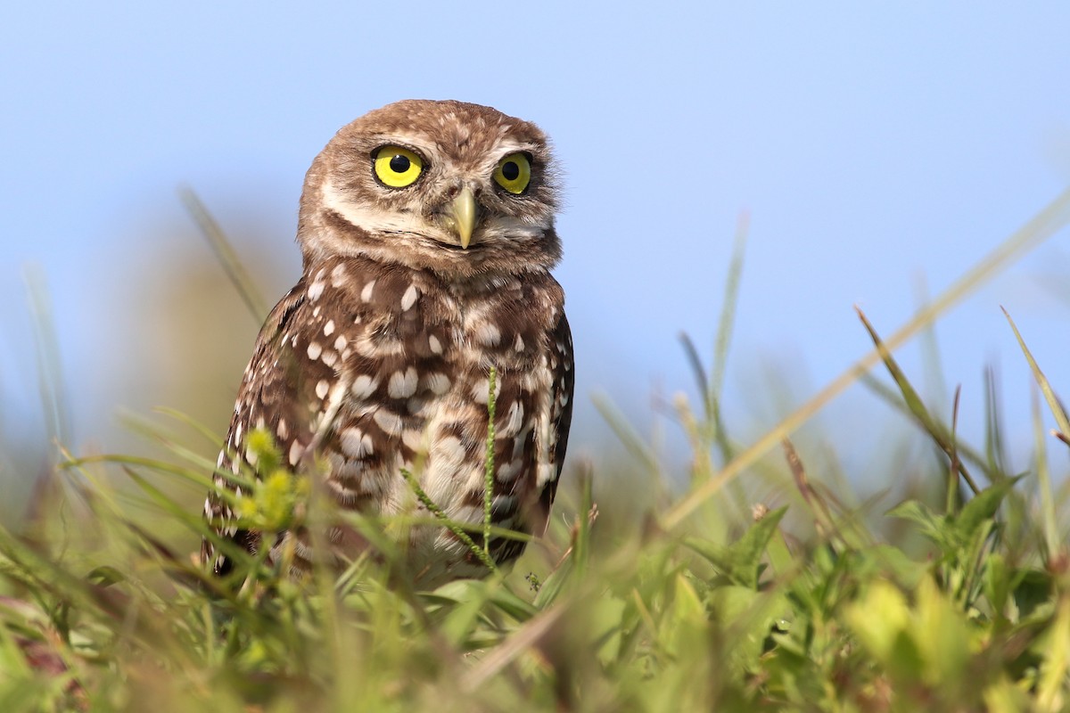 Burrowing Owl (Florida) - Martina Nordstrand