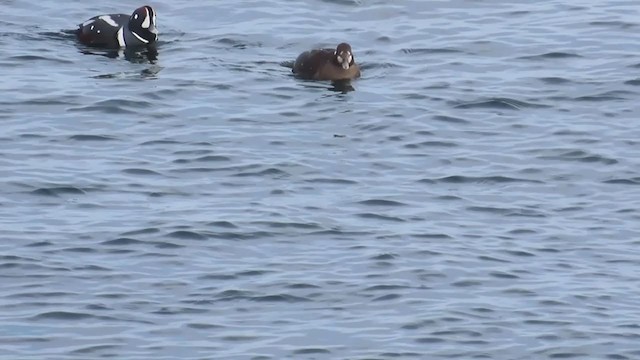 Harlequin Duck - ML206322311