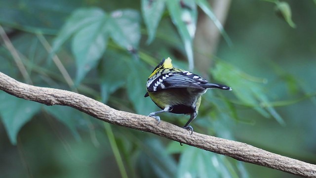 Yellow-cheeked Tit - ML206323811