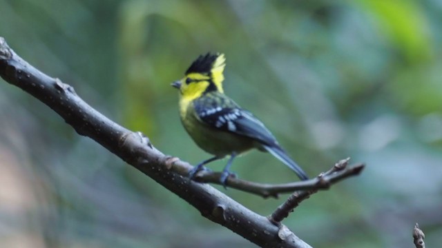 Mésange à dos tacheté - ML206324031