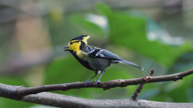 Yellow-cheeked Tit - ML206324081