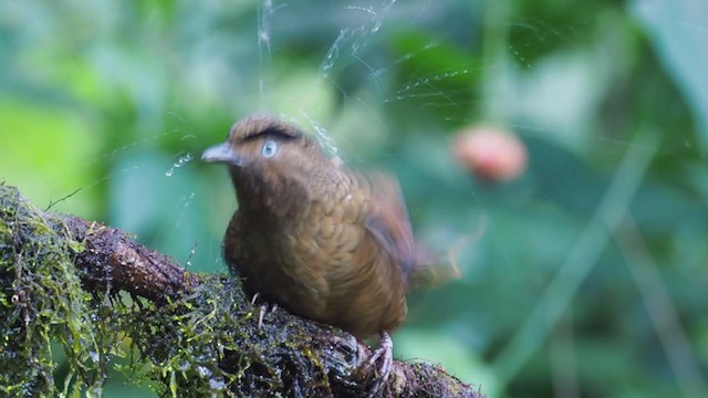 Blue-winged Laughingthrush - ML206324501