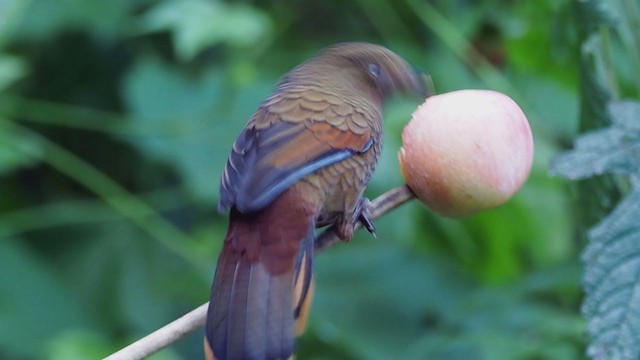 Blue-winged Laughingthrush - ML206324821