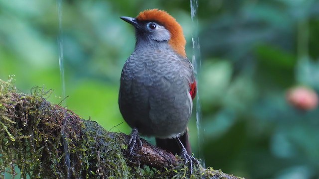 Red-tailed Laughingthrush - ML206326151