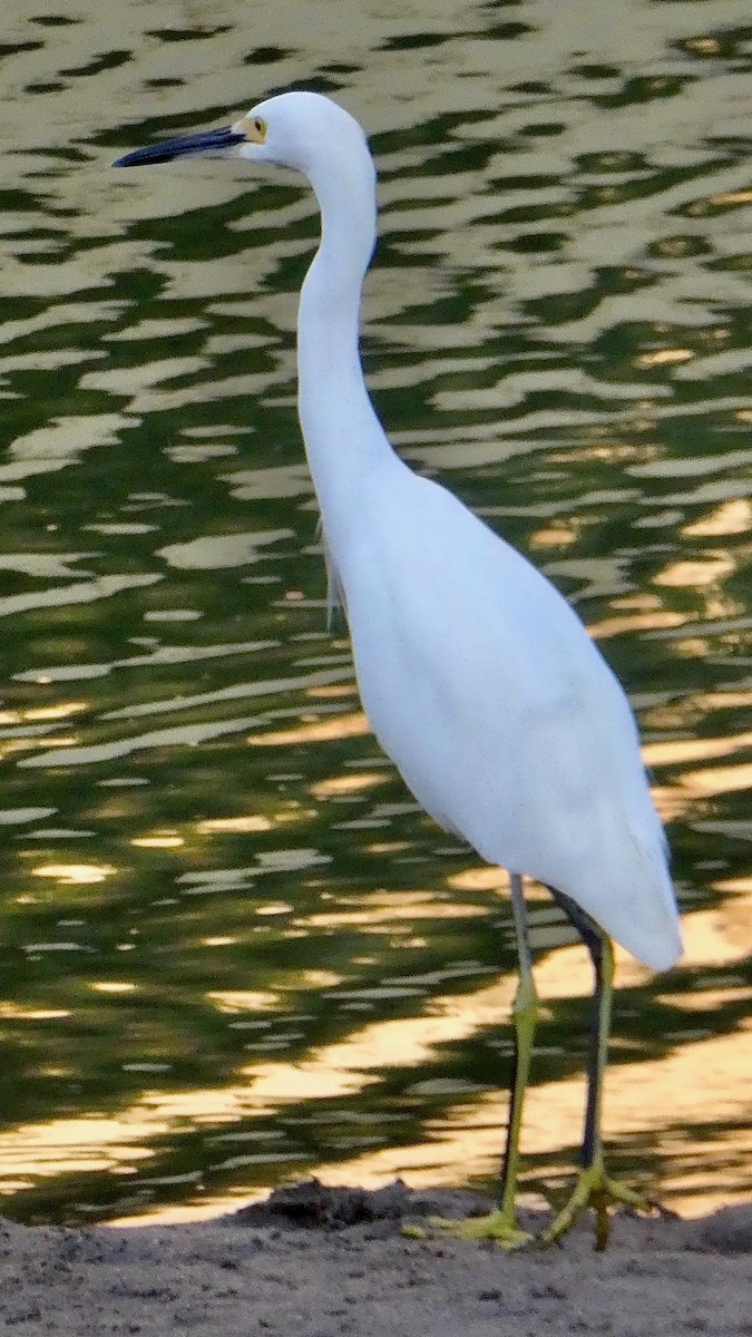 Snowy Egret - George Halmazna