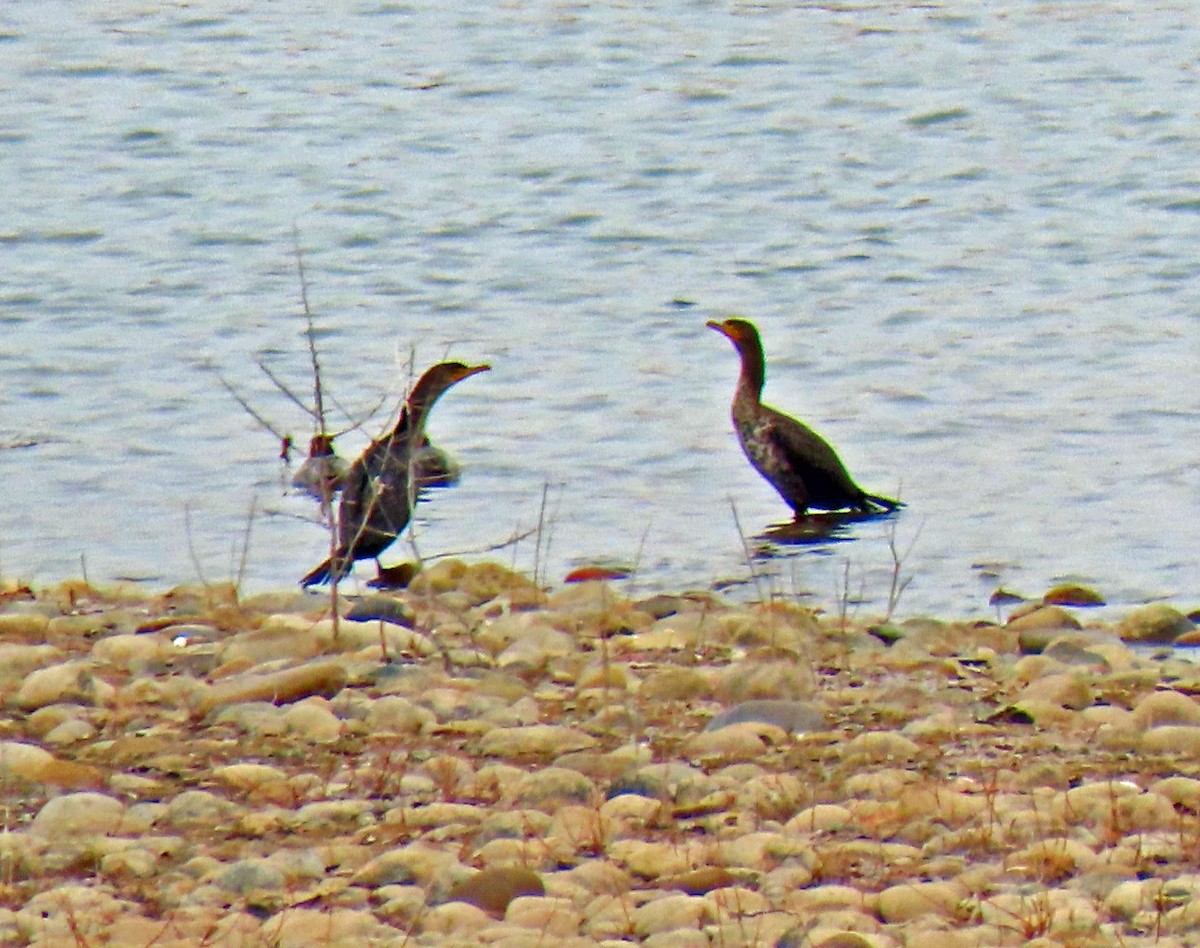 totoppskarv - ML206327571