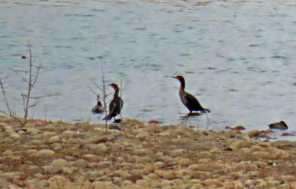 totoppskarv - ML206327601