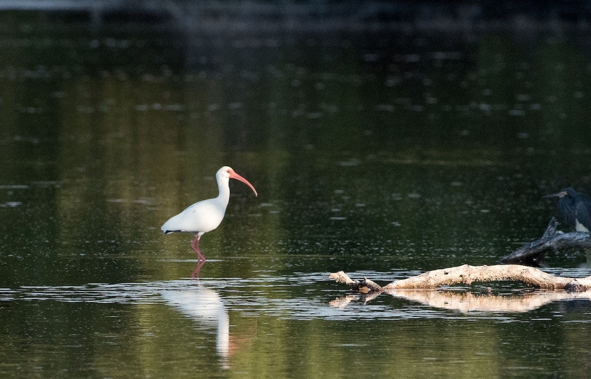 Ibis blanc - ML206327931