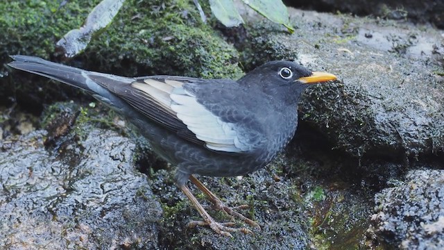 Gray-winged Blackbird - ML206327991