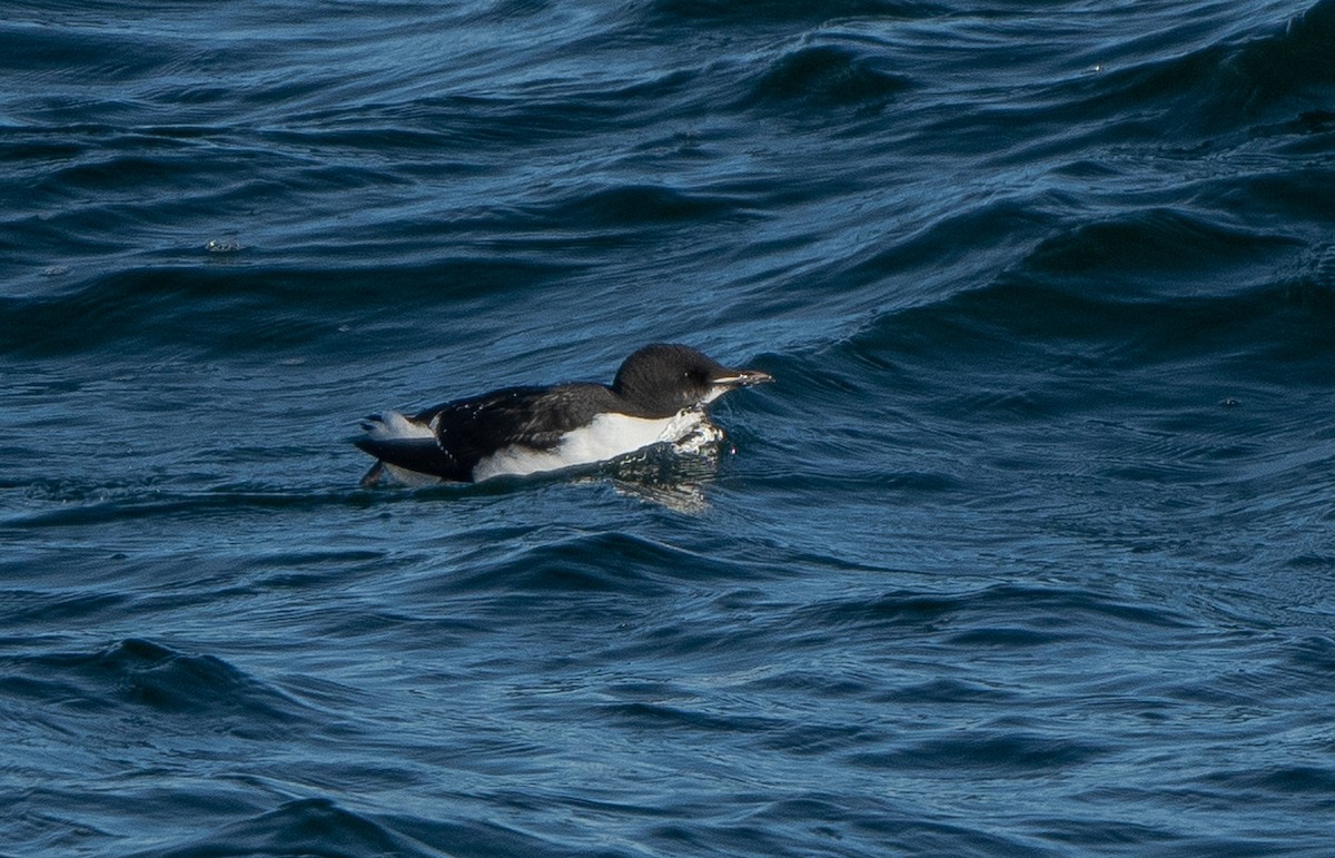 Thick-billed Murre - ML206328001