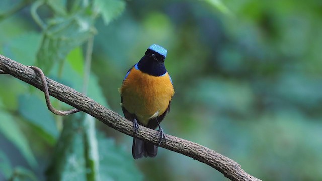 Rufous-bellied Niltava - ML206329001