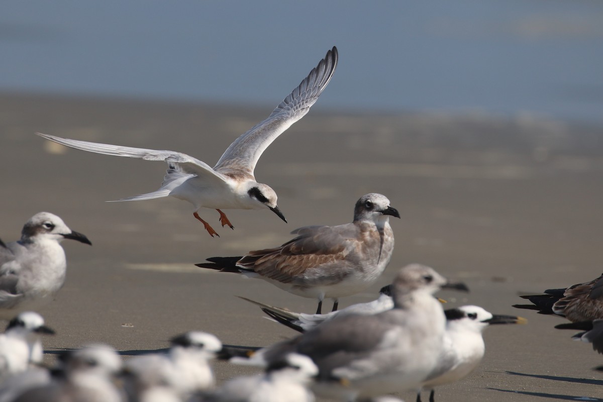 Forster's Tern - Martina Nordstrand