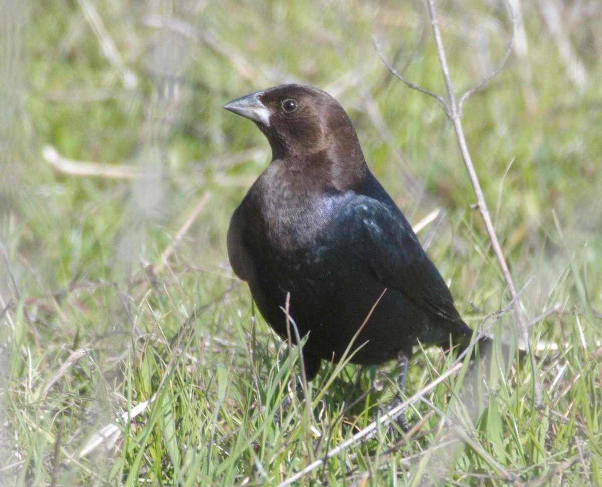 Brown-headed Cowbird - DAB DAB