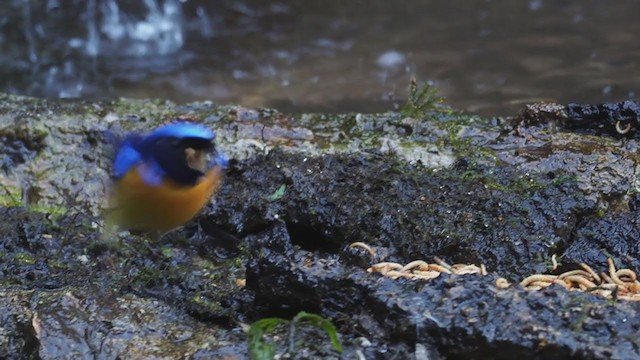 Rotbauch-Blauschnäpper - ML206329581