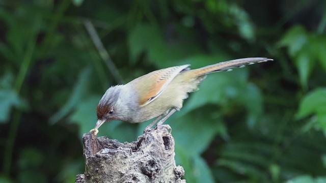 Rusty-fronted Barwing - ML206329711