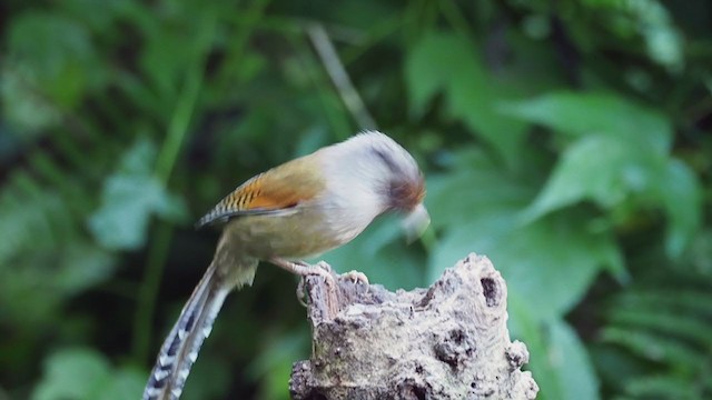 Rusty-fronted Barwing - ML206329901