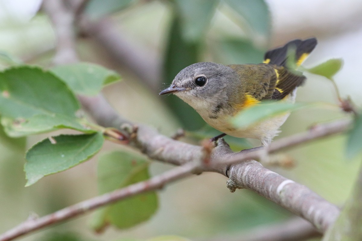 American Redstart - ML206330461