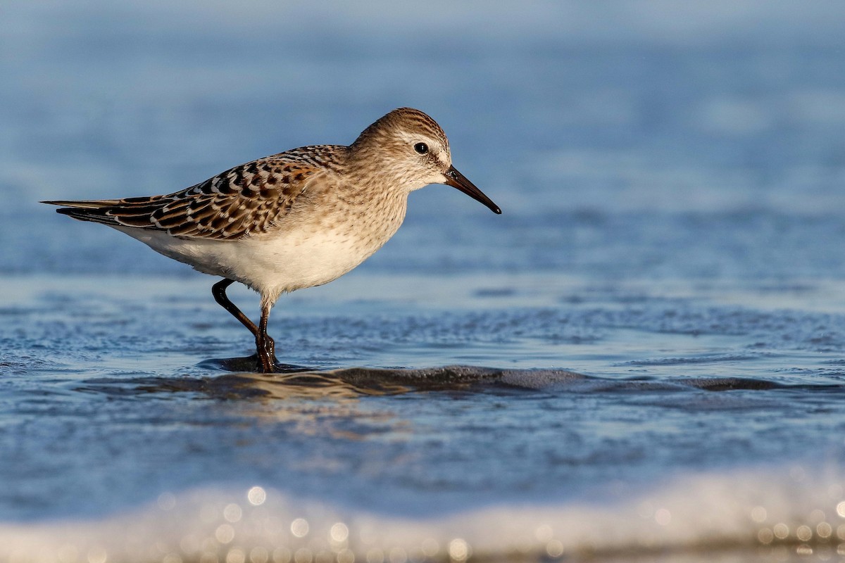 White-rumped Sandpiper - ML206330791