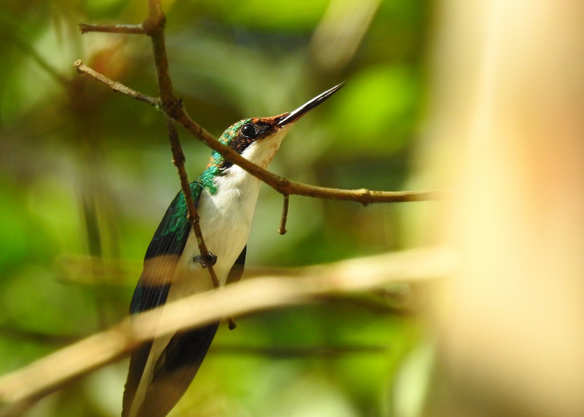 Colibri féérique - ML206332041